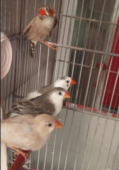 Snow White, Mutation & Penguin Finches Pairs for Sale in Karachi | Healthy Birds with Chicks