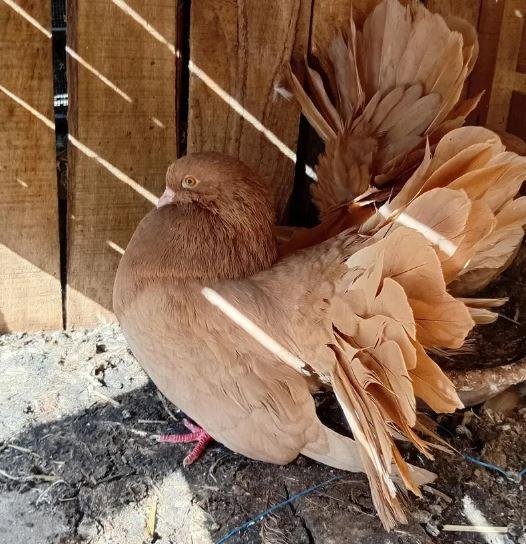 Yellow Lucky Barider Pigeon Pair for Sale in Sargodha – Healthy Fancy Breeder Pair