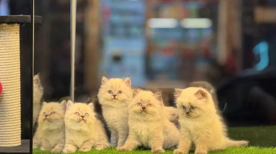 Top quality kitten|Punch face Kittens|persian cat|cute|tripple|fluffy