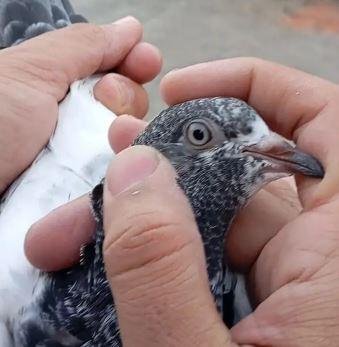 High Flyer Pigeon Babies for Sale in Lahore – Healthy Breeder Resulted Chicks