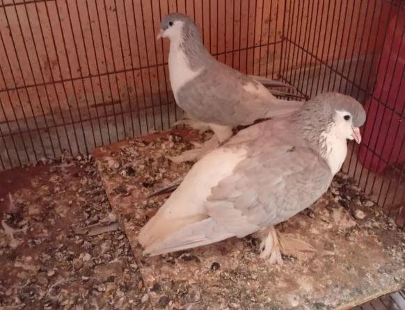 Original Sherazi Lahori Silver Pigeon Pair for Sale in Karachi – Beautiful Fancy Kabootar Pair
