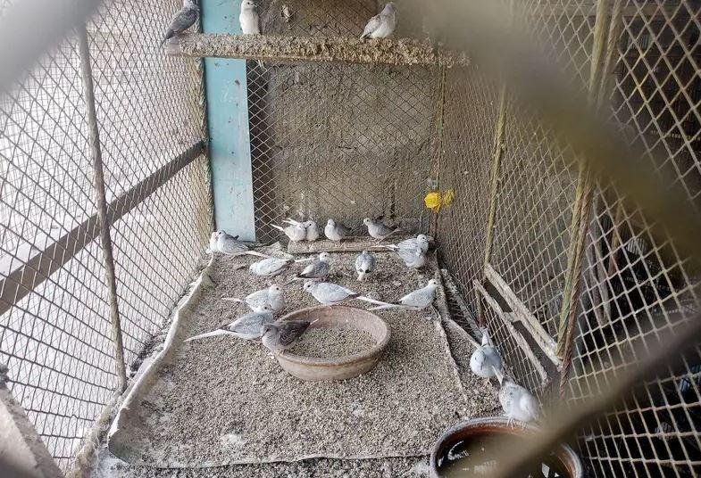 Dove Pairs for Sale in Karachi | Healthy Birds Available in Malir Halt (Bilal Town)