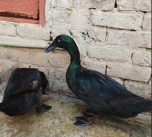 American Cayuga Duck Trio & Khaki Campbell Chicks for Sale in Karachi | Healthy Poultry