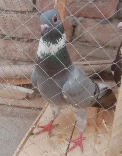 Quality Breeder Female Pigeon for Sale in Multan – Healthy Fancy Kabootar