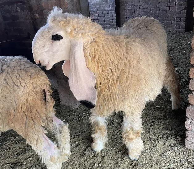 Sheep for Qurbani 2026 in Lahore | Healthy Male Sheep & Dumba Available (40–55kg)