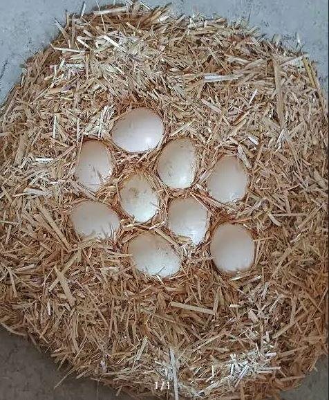 Aseel Fertile Eggs for Sale in Karachi | Lasani Cross & Black Mushka Breed