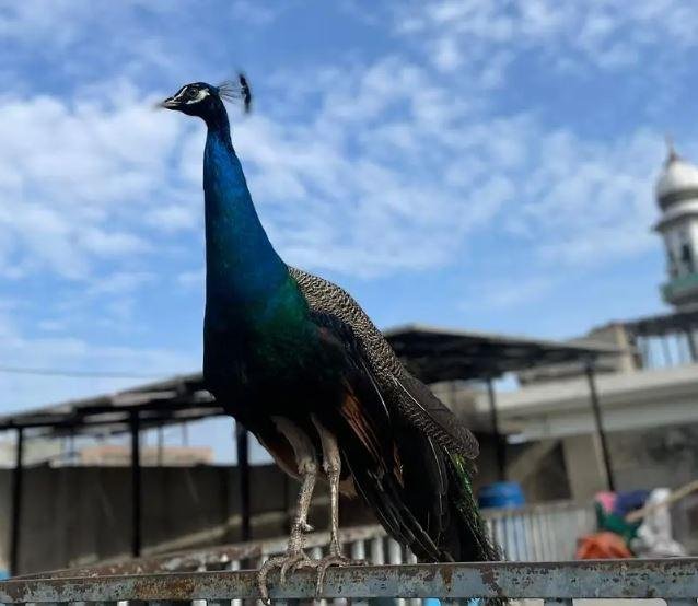 Blue Shoulder Peacock for Sale in Lahore | Fully Tame, Healthy & Vaccinated