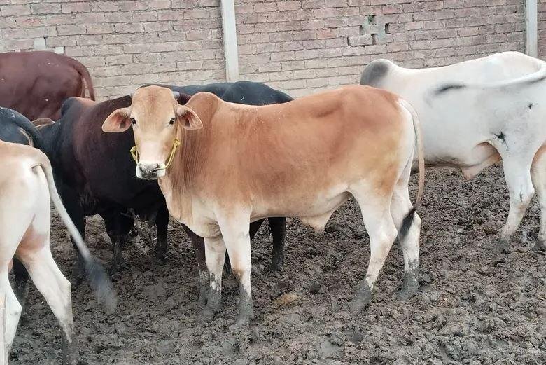 Qurbani Bulls for Sale in Lahore 2026 | Desi Bachra, Healthy & Heavy Weight Cattle