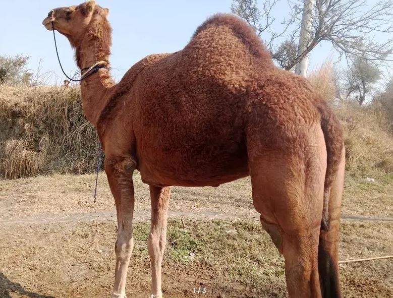 Qurbani Camel for Sale in Islamabad | Healthy Female Camel with Delivery Available