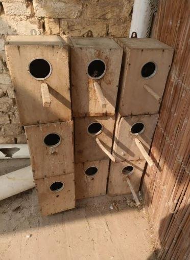 Love Birds Breeding Boxes for Sale in Multan – Used Nesting Boxes