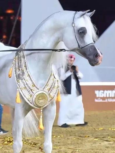 Pure Arabic Pedigree Horse for Sale in Lahore | Pregnant Mare, Imported & Vaccinated