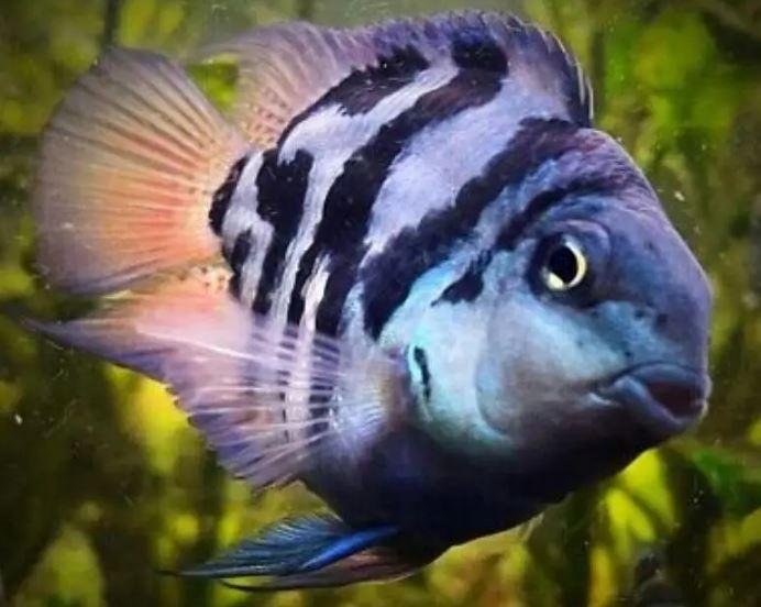 Polar Blue Parrot Fish Pair for Sale in Rawalpindi – Healthy Home-Bred Aquarium Fish (Rs. 2000)