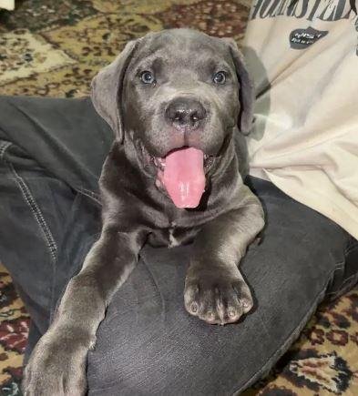 Blue Cane Corso Male Puppy for Sale in Lahore | Pedigree, Vaccinated & Top Bloodline