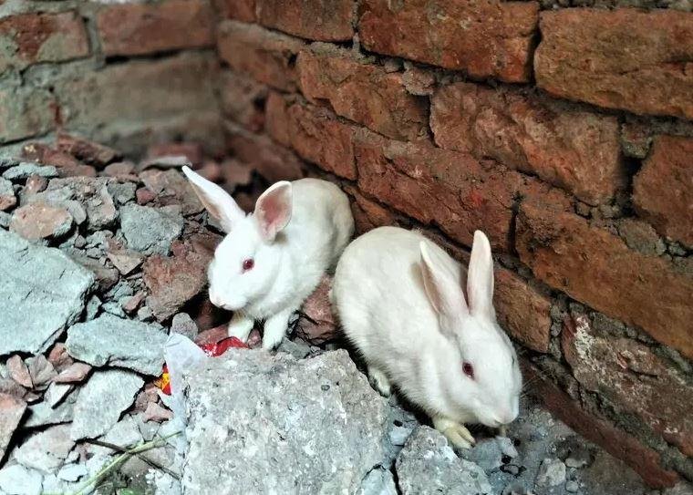 White Red-Eyed Rabbit Pair for Sale in Lahore | Healthy Breeding Rabbits