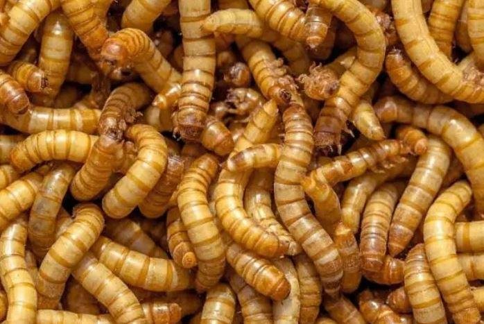 USA Breed Mealworms for Birds & Fish Feed in Lahore – Best Protein Feed