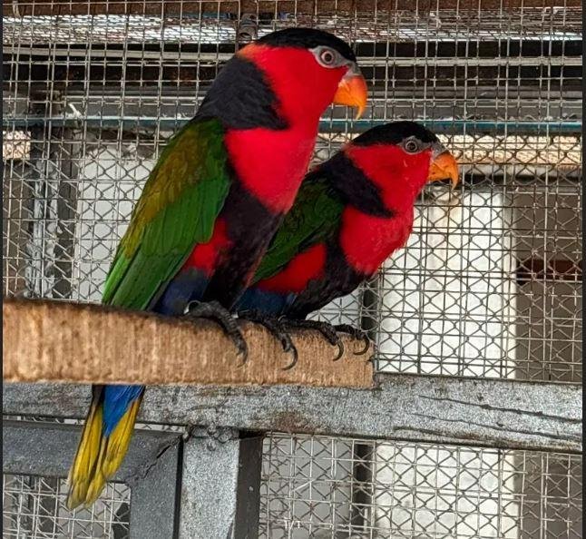 Black Cap Lory Pair for Sale in Lahore | Premium Health, Fully Mature Exotic Birds