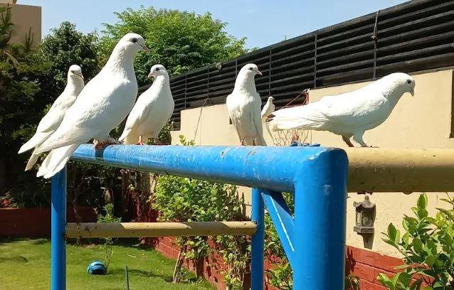 Fancy White Pigeon for Sale in Islamabad – Healthy Home Bred White Kabootar