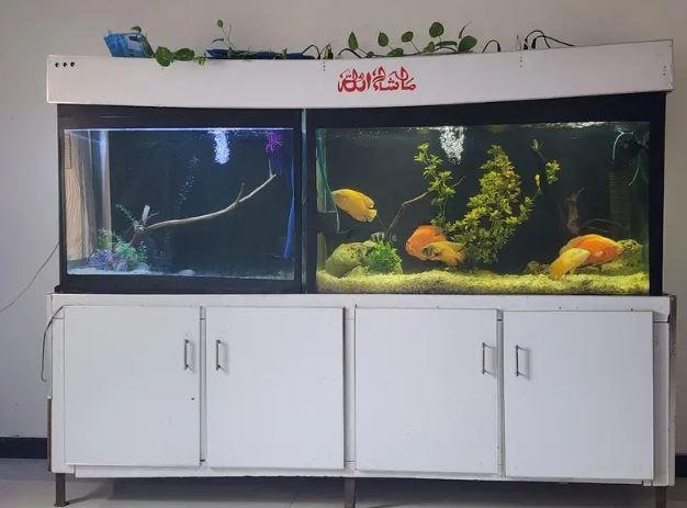 Large Aquarium Setup for Sale in Lahore – Wooden Stand, Hood Lights & Gravel Included