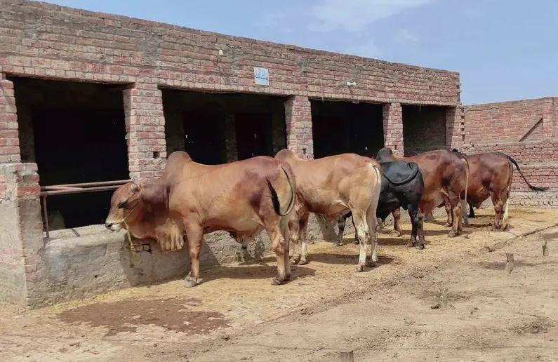 Qurbani Bulls & Bachra for Sale in Lahore 2026 | Desi Katta, Heavy Weight & Healthy Cattle