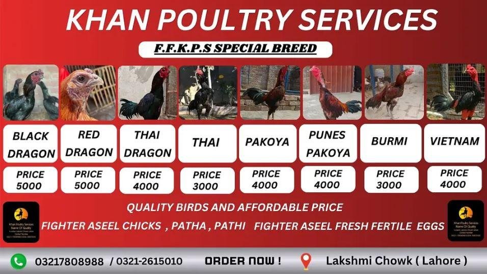 aseel |Dragon |thai |Burmi |Pakoya | Thai Dragon| Punes Pakoya|Vietnam