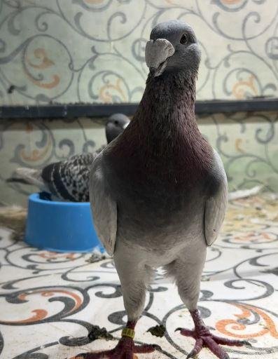Fancy Pigeon Pairs for Sale in Rawalpindi – Healthy & Beautiful Kabootar Pairs