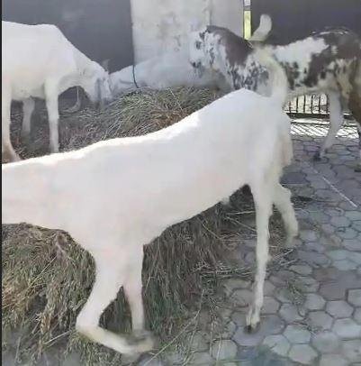 Rajanpuri Bakra for Qurbani 2026 in Lahore | 2 Dant Pure Rajanpuri Goat for Sale