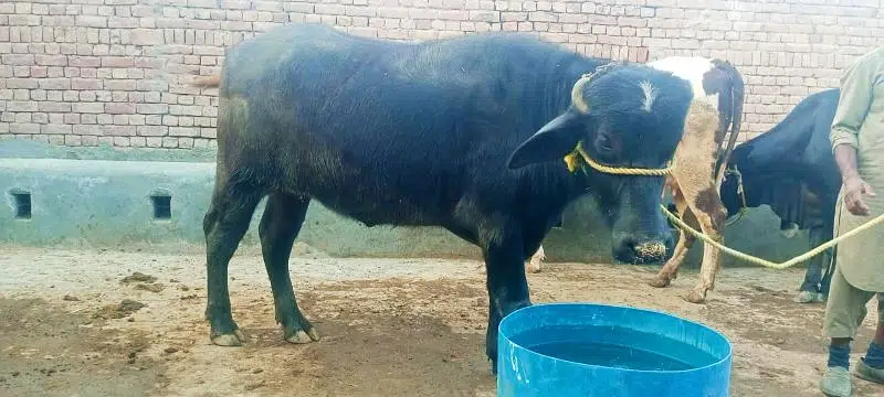 pure Nili katti for sale