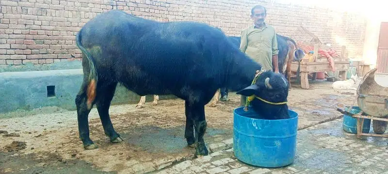 pure Nili katti for sale