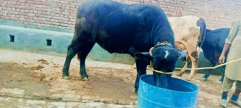 pure Nili katti for sale