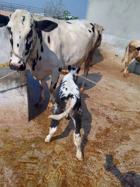 3 cow beautifull bachri with bcha / neeli ravi / cows / bhains / gaiye