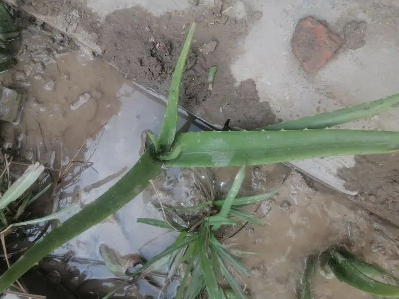 alovera plant big plant 150 small 100