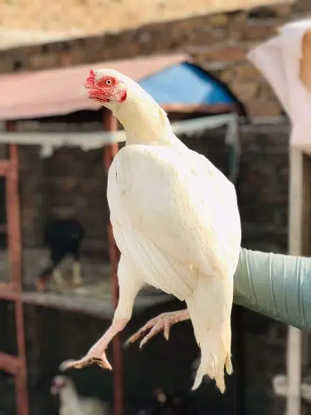 Paper white heera aseel hen