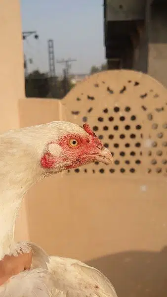 Paper white heera aseel hen