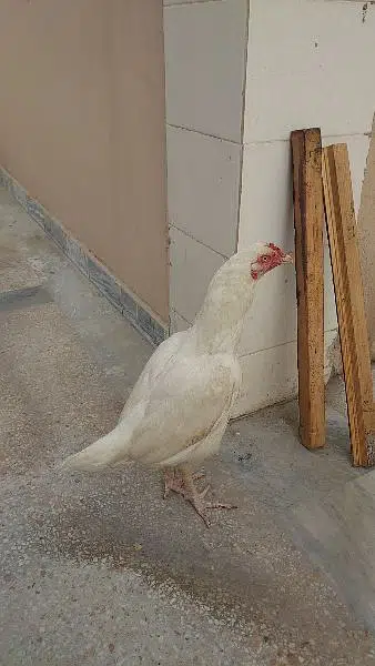 Paper white heera aseel hen