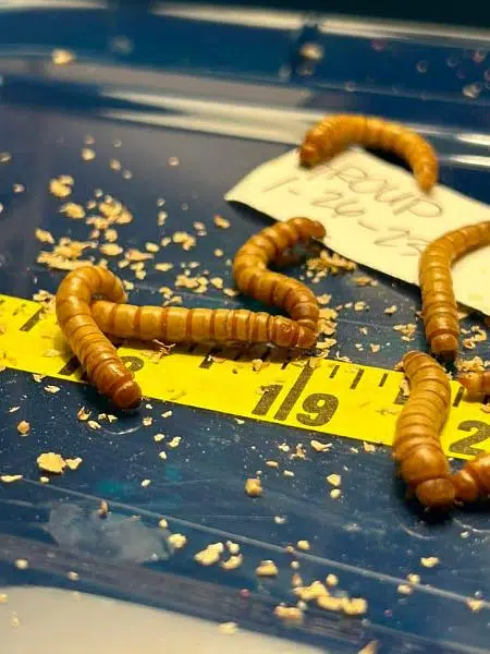 Feed Rich/Darkling beetles Mealworms/ mealworm/ imported live worms