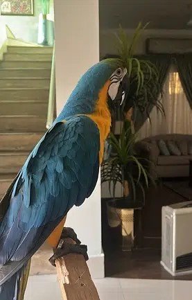 jumbo blue and gold Macaw