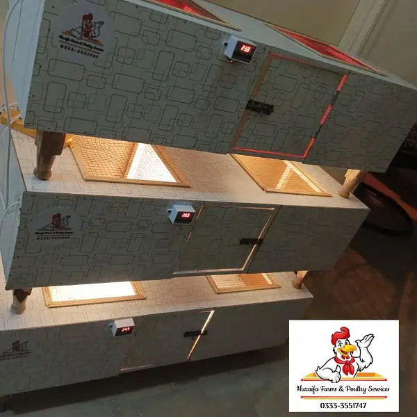 New Big Brooder for chicks 100+ chicks capacity