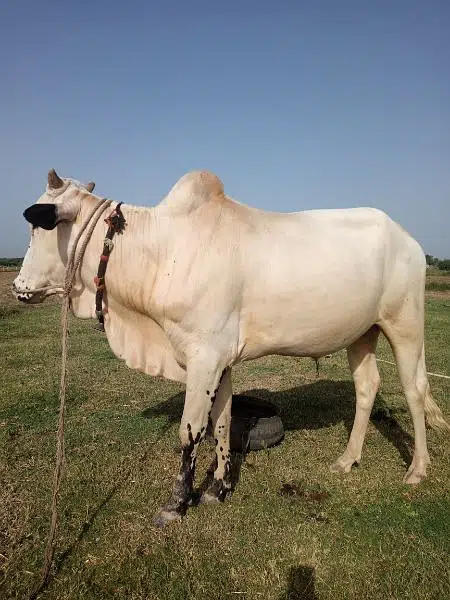 Beautiful Bull Wacha for sale