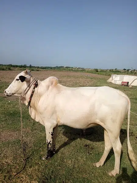 Beautiful Bull Wacha for sale