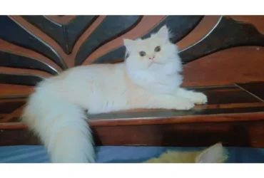 Persian cat/triple coat/kitten for sale/male Cat for sale