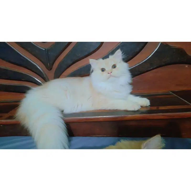 Persian cat/triple coat/kitten for sale/male Cat for sale