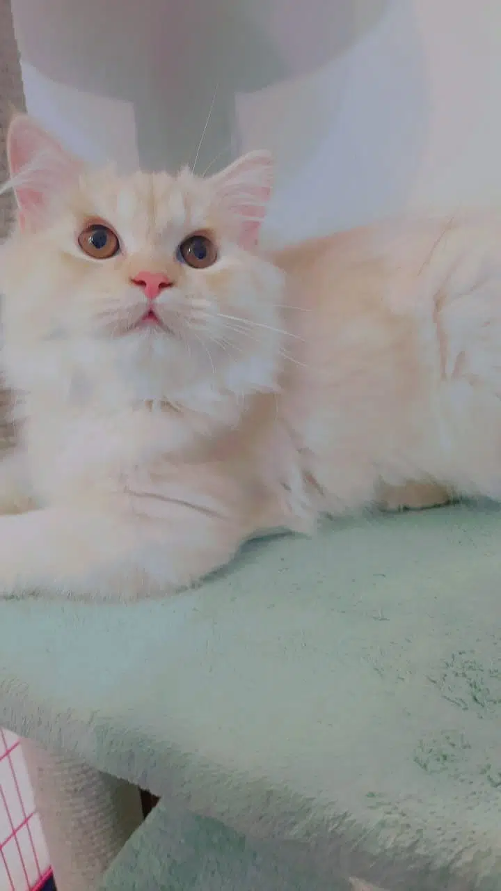 Persian cat/triple coat/kitten for sale/male Cat for sale