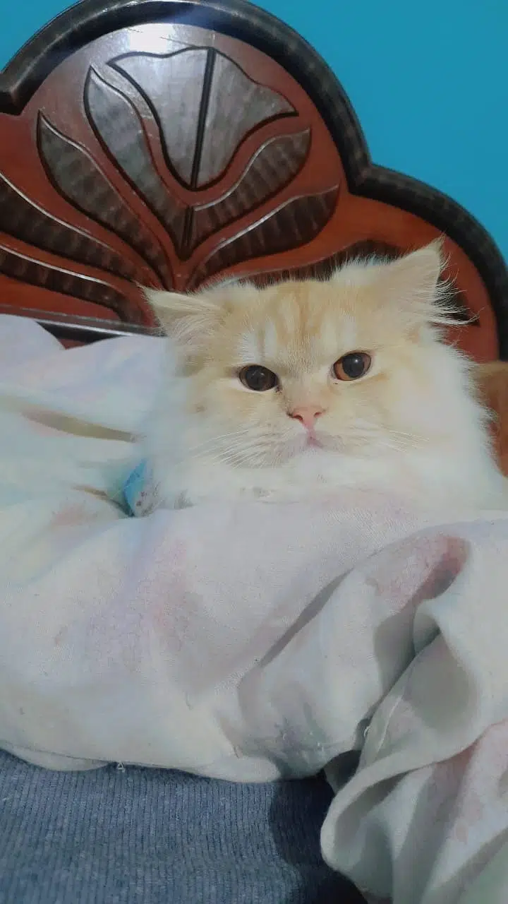 Persian cat/triple coat/kitten for sale/male Cat for sale