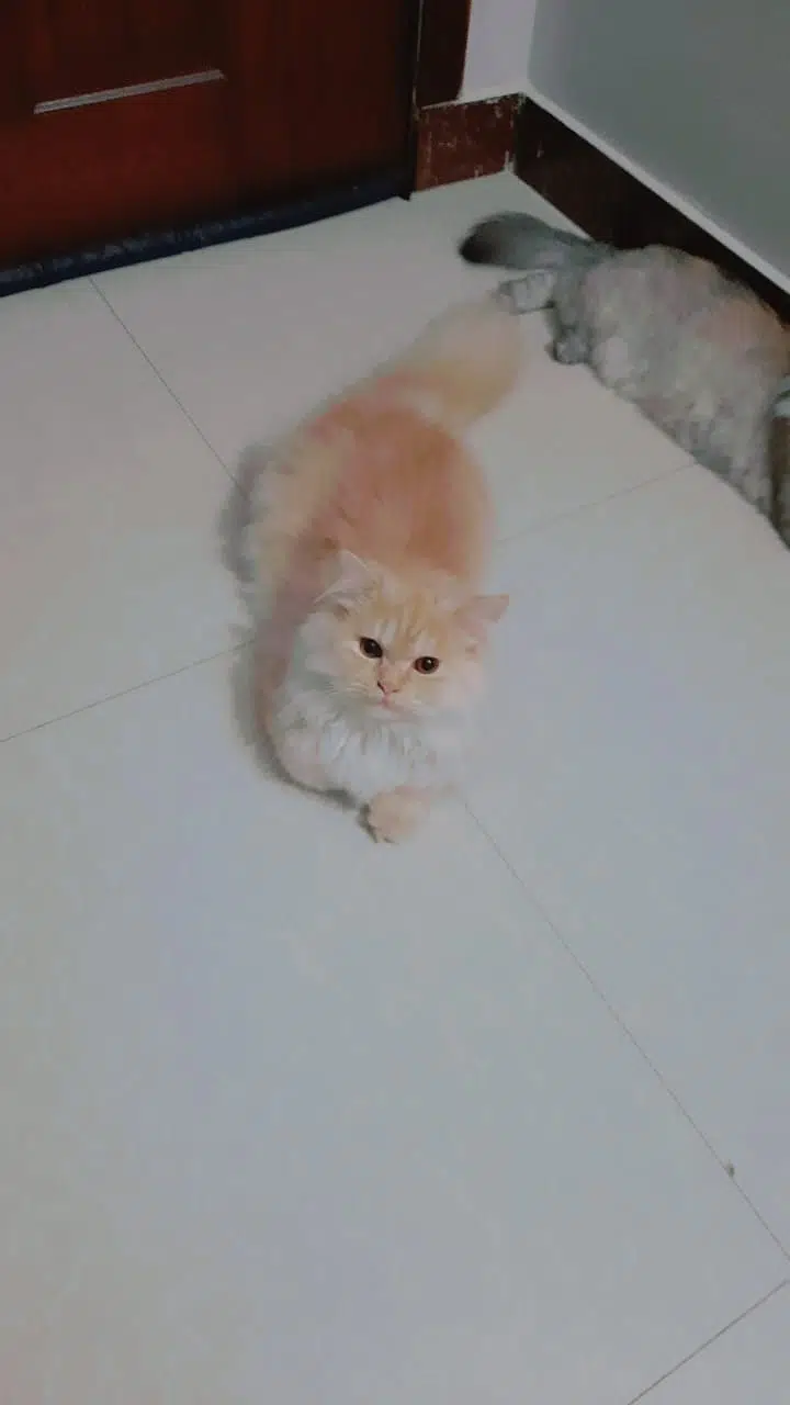 Persian cat/triple coat/kitten for sale/male Cat for sale
