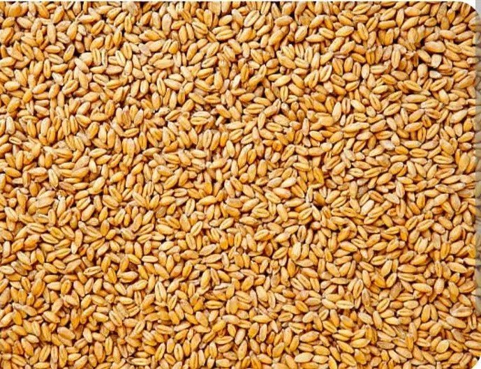 Pure Gandum Desi Wheat