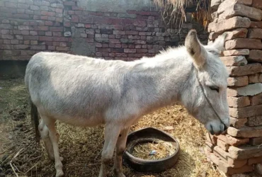 Donkey for sale in reasonable price