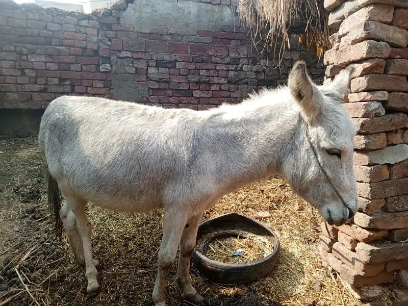 Donkey for sale in reasonable price