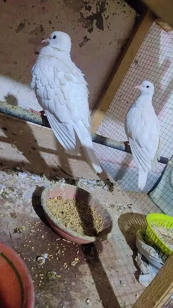 doves pair white red eyes confirm pair Sath baby's Ha lover bird bi