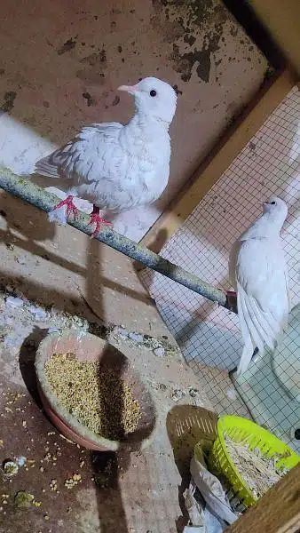 doves pair white red eyes confirm pair Sath baby's Ha lover bird bi
