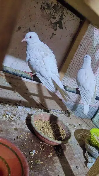 doves pair white red eyes confirm pair Sath baby's Ha lover bird bi